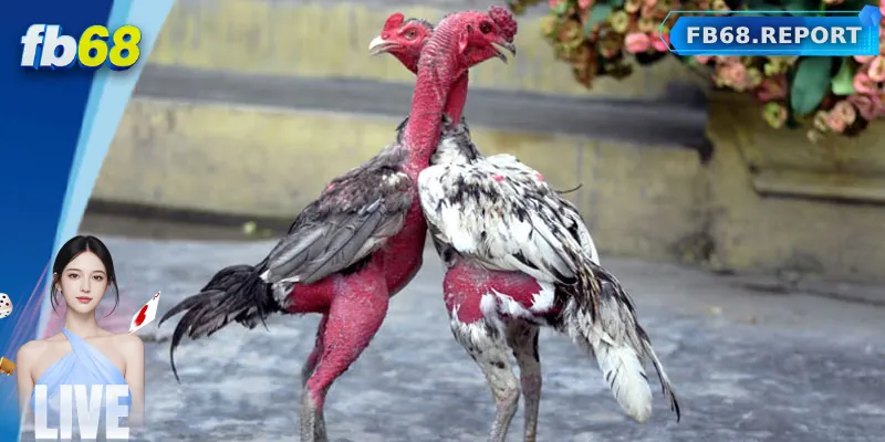 Đá gà Campuchia hợp pháp hóa hoạt động tại Campuchia