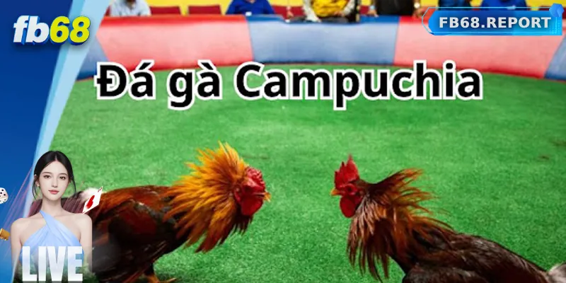 Đá Gà Campuchia Online Là Gì? Luật Chơi Đá Gà Campuchia