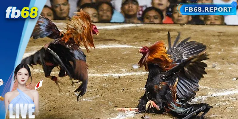 Sảnh đá gà FB68 mang đến các trận đấu từ các trường đấu uy tín hàng đầu thế giới