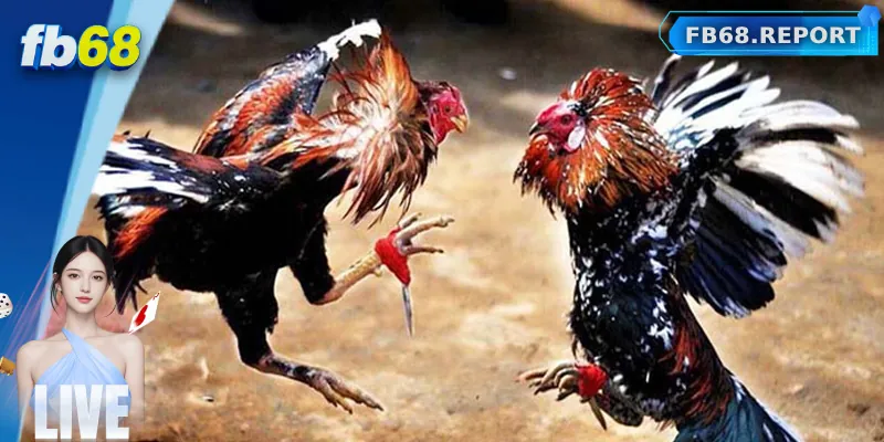 Tổng quan về đá gà FB68